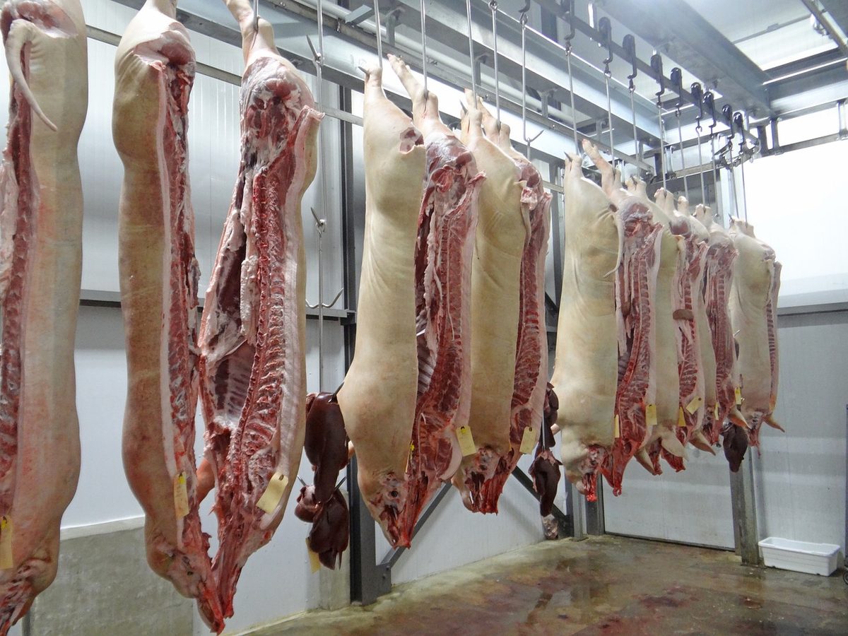 A pig on the King Quality Meat farm